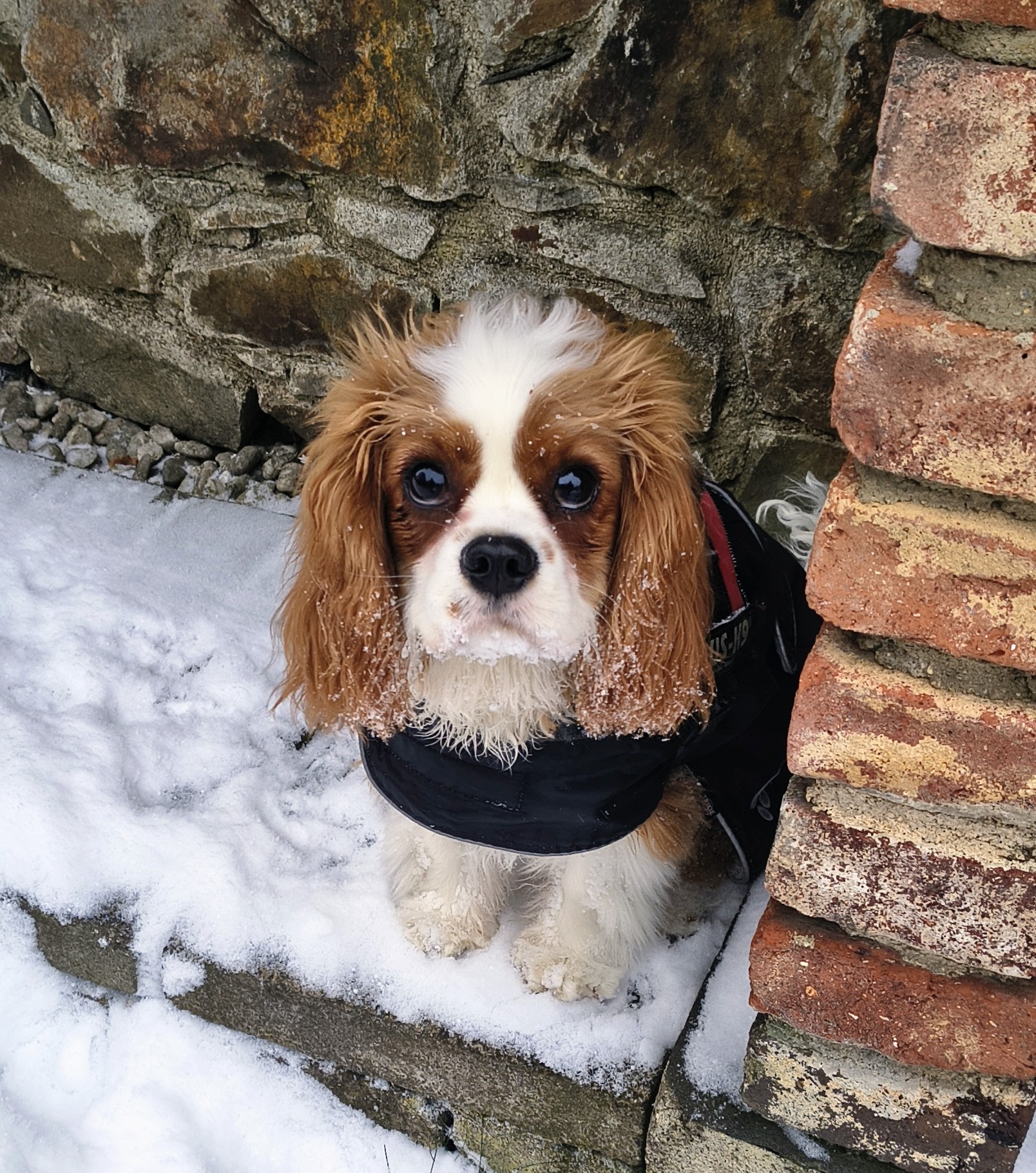 Elsie Cherry z Malostranské zahrady - naše nová fenečka narozena 7.6.2025