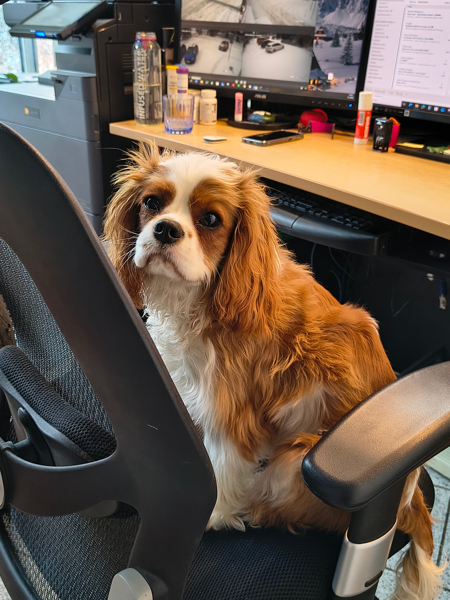 Chodím s paničkou do práce