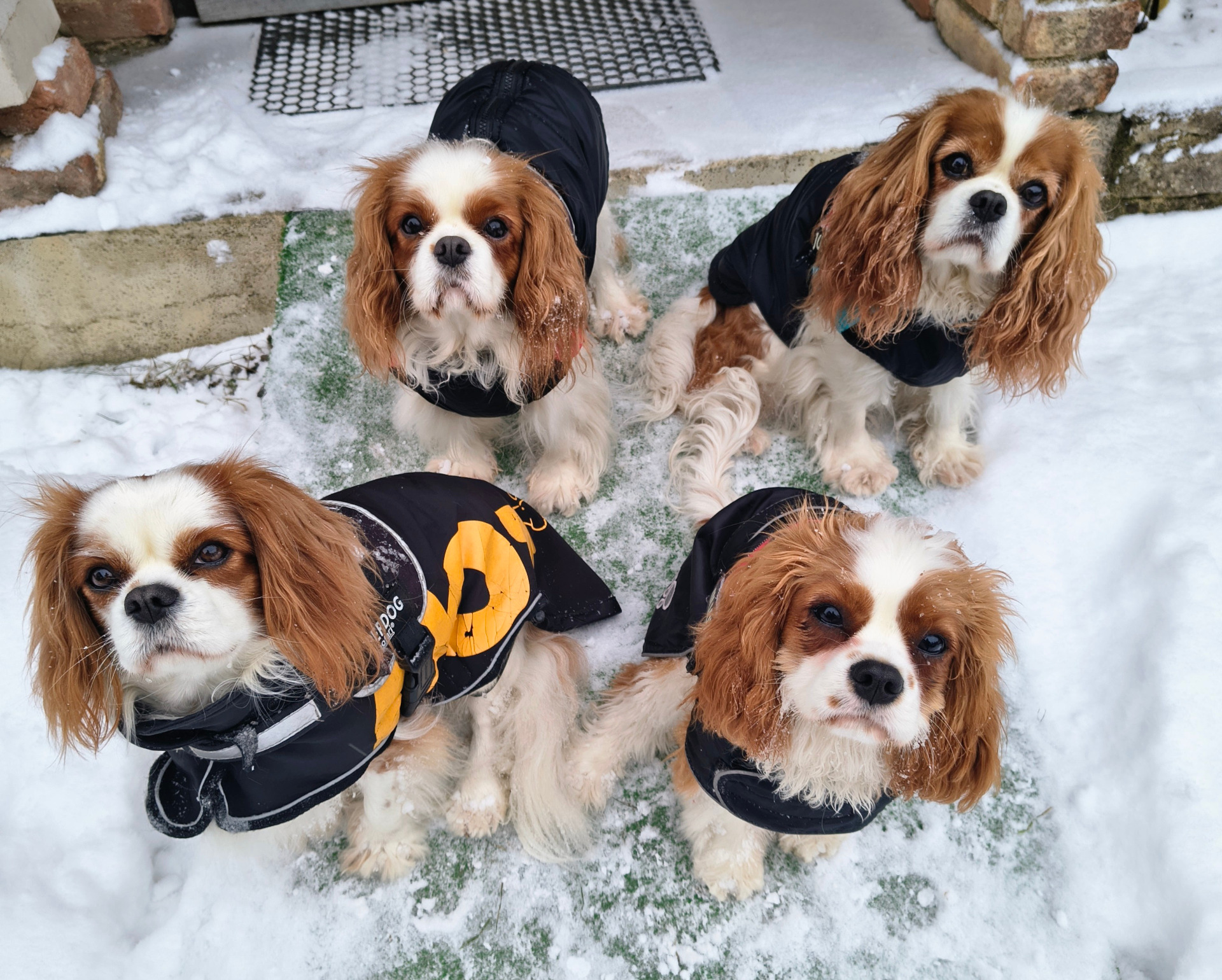 Naše současná smečka Bettany, Felicity, Teanka, Elsie